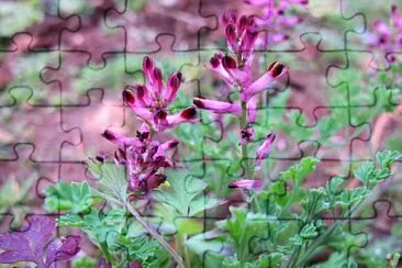 Fumaria Officinalis jigsaw puzzle