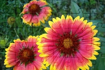 Gaillardia