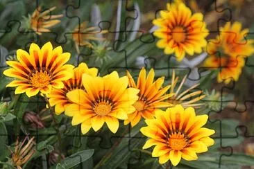 Gazania