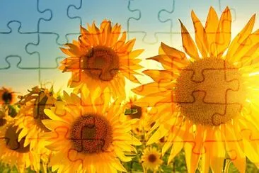 Girasole jigsaw puzzle