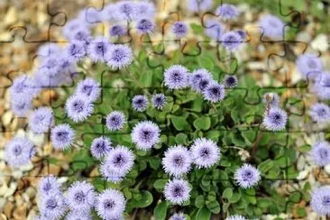 Globularia Incanescens