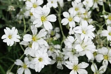 Gypsophita Oldamiana jigsaw puzzle