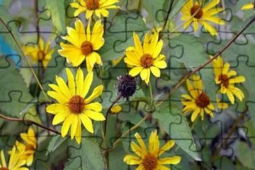 Helianthus Tuberosus jigsaw puzzle