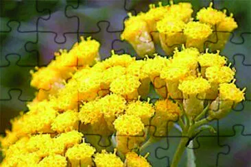 Helycrisum Italicum jigsaw puzzle