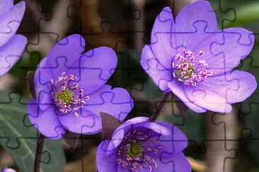 Hepatica Nobilis