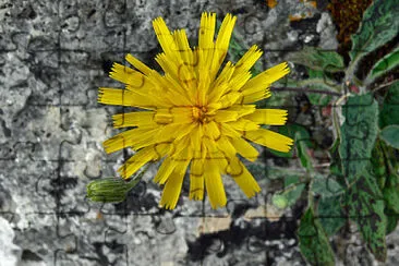 Hieracium Murorum