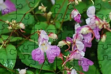 Impatiens Balfourii