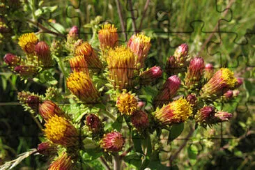 Inula Conyzae