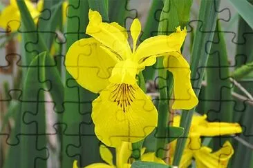 Iris Pseudacorus jigsaw puzzle