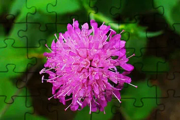 Knautia Drymeia