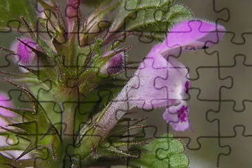 Lamium Purpureum jigsaw puzzle