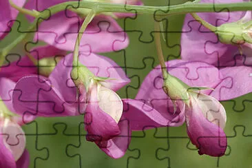 Lathyrus Tuberosus jigsaw puzzle