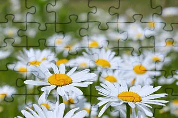 Leucanthemum Vulgaris jigsaw puzzle