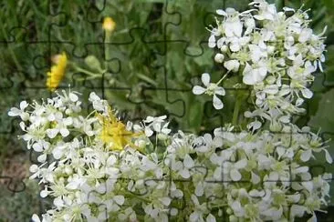 Lepidum Draba jigsaw puzzle