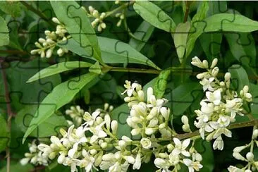 Ligustrum Vulgaris jigsaw puzzle