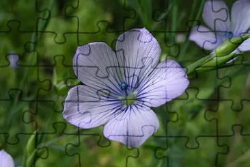 Linum Bienne jigsaw puzzle