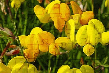 Lotus Corniculatus jigsaw puzzle