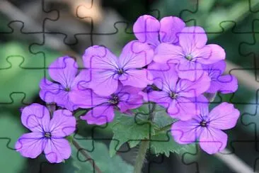 Lunaria Annua