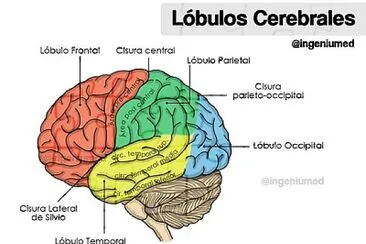 פאזל של Cerebro