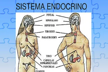 Sistema endocrino jigsaw puzzle