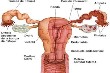 פאזל של Sistema reproductor femenino