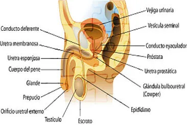 פאזל של Sistema reproductor masculino