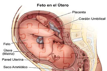 Desarrollo embrionario