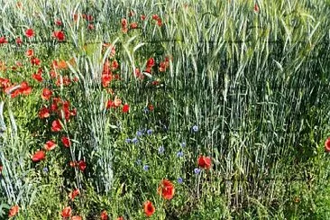 Fleurs des champs