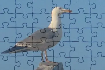 פאזל של Mouette