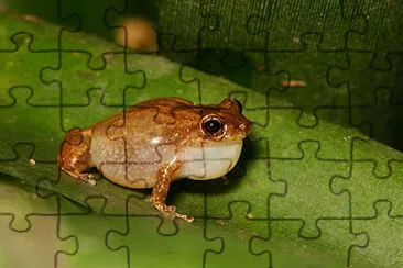 Whisling coqui jigsaw puzzle