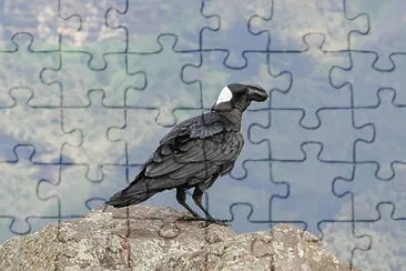 Corvo abissino jigsaw puzzle