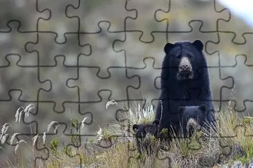 Oso de anteojos y ciras jigsaw puzzle