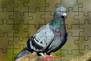 Pombo jigsaw puzzle