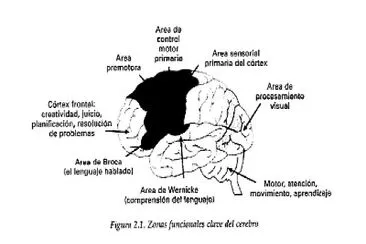 Zonas del cerebro jigsaw puzzle