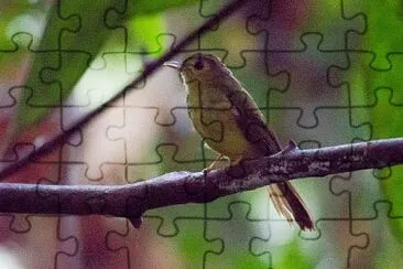 Bulbul con il pelo peloso