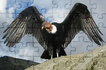 Condor jigsaw puzzle