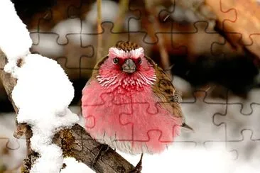 natural jigsaw puzzle