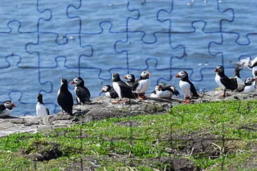 Puffins, Farne Islands, England