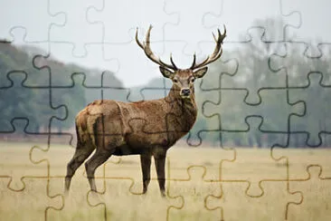 Guess the animal jigsaw puzzle