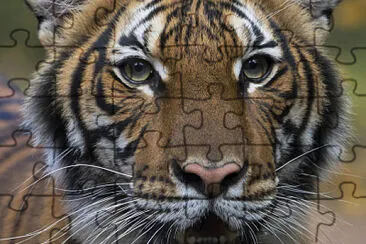 Guess the animal 3 jigsaw puzzle