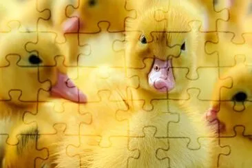 Guess the animal 5 jigsaw puzzle