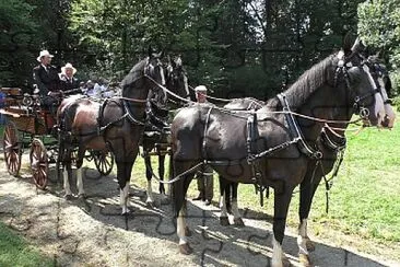 attacco carrozza a 4 cavalli