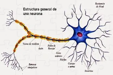 Partes de la Neurona jigsaw puzzle