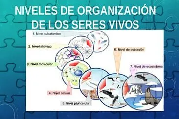 NIVELES DE ORGANIZACIÃ“N