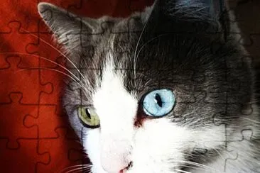 פאזל של Mica Cat Different Eye Color