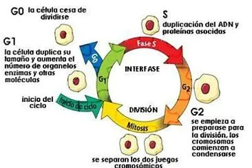 CICLO CELULAR