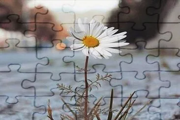  jigsaw puzzle