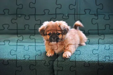 perrito :3 jigsaw puzzle