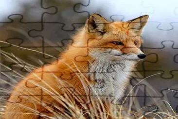 zorrito :3 jigsaw puzzle