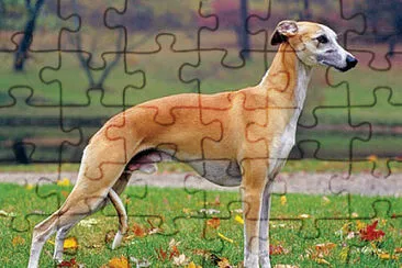 פאזל של Whippet